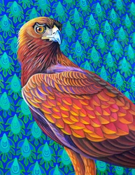Kongeørn, 2017,